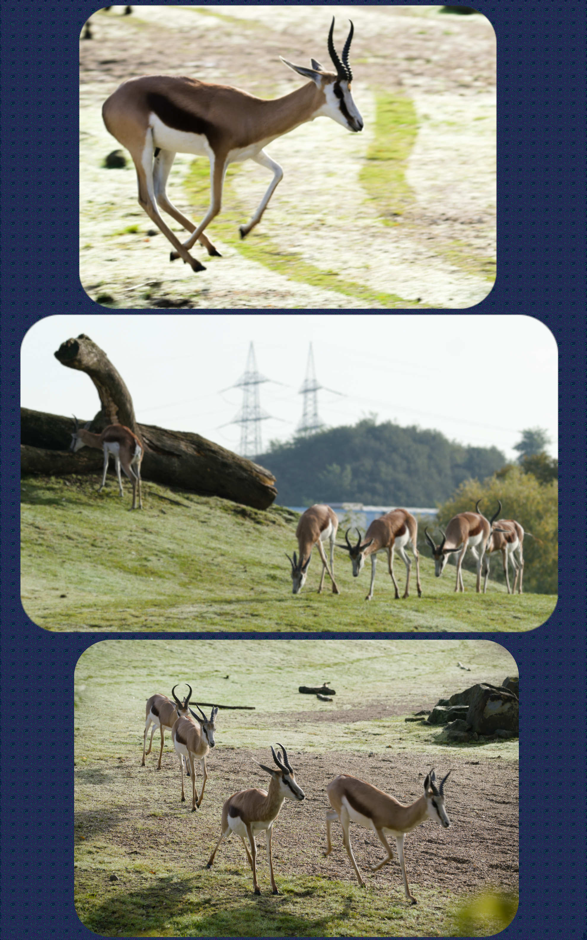 ZOOM Erlebniswelt Impala